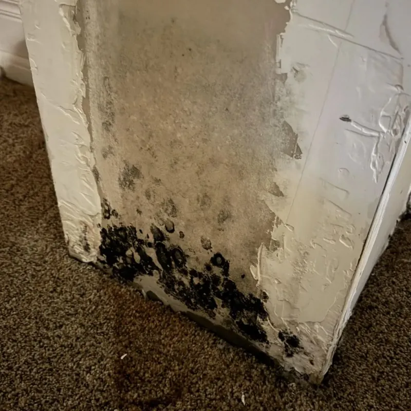 Professional Mold Removal in Long Beach, MD